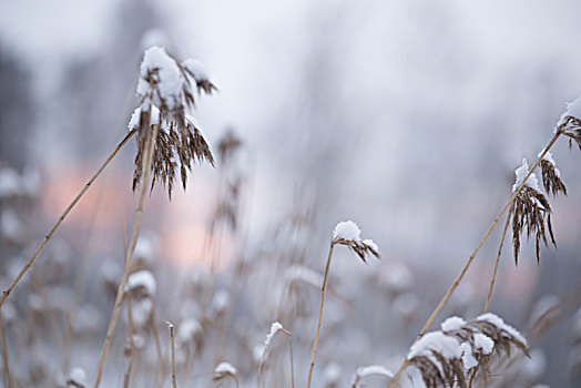 雪,芦苇,冬天,晚间