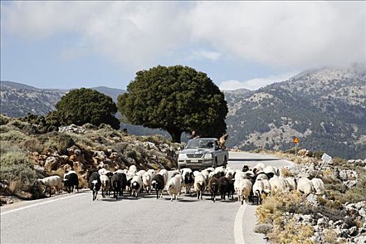 羊群,山路,东方,克里特岛,希腊