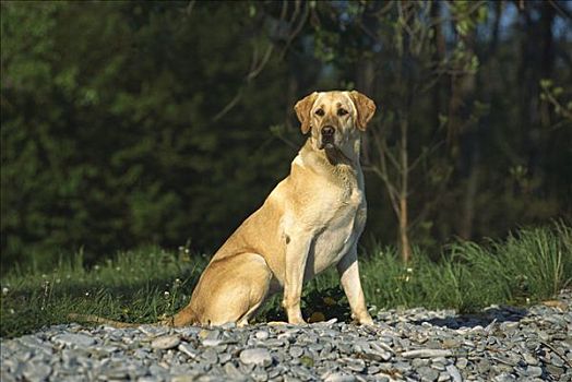 黄色拉布拉多犬,狗,岩石,湖,岸边