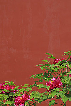 牡丹花红墙背景
