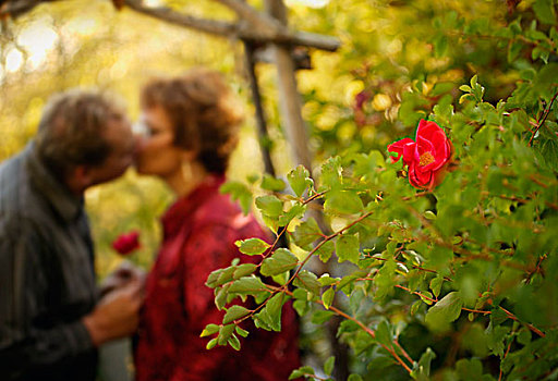 蔷薇,伴侣,背景