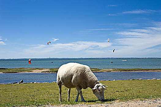 绵羊,放牧,洪水,堤岸,岛屿,费马恩岛,波罗的海,石荷州,德国,欧洲