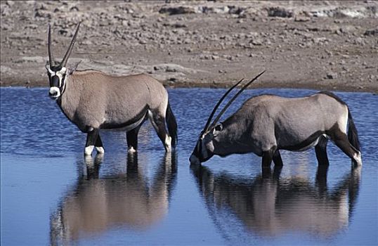 长角羚羊,羚羊,埃托沙国家公园,纳米比亚