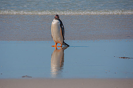 福克兰群岛首都斯坦利巴布亚企鹅