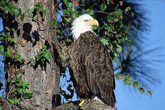 白头鹰,海雕属,雕,树上,国家,野生动植物保护区,北卡罗来纳