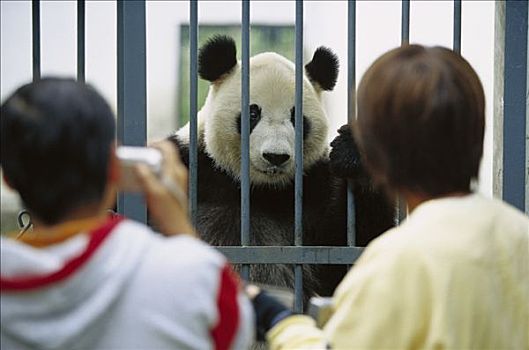 大熊猫,游客,中国,研究中心,卧龙自然保护区