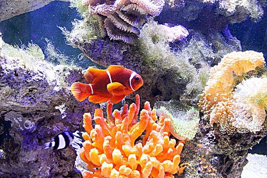 色彩斑斓的海底世界