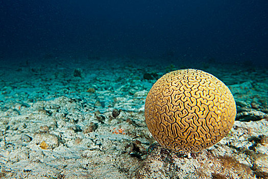 一个,头部,脑珊瑚,海洋,仰视,博奈尔岛