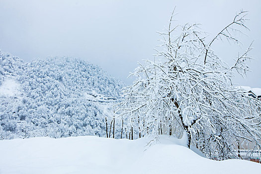 西岭雪山大雪的美丽风景