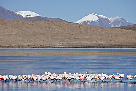 玻利维亚,泻湖,安第斯山,火烈鸟
