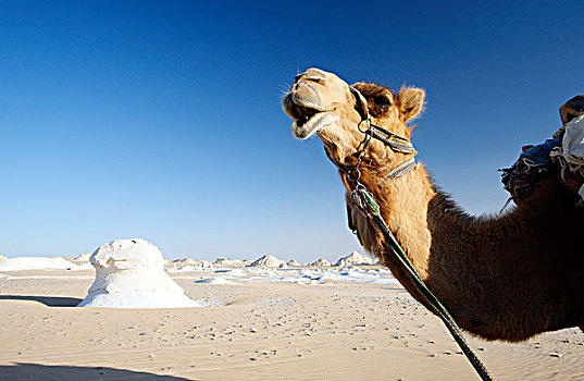 埃及,骆驼,沙漠