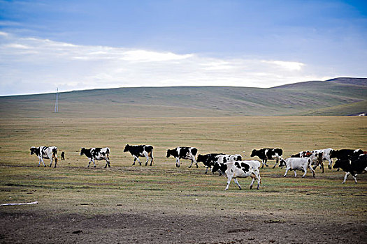 草原上牛群
