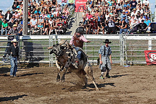 牛仔竞技表演,公牛,骑,魁北克省,加拿大,北美