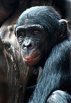 倭黑猩猩,头像,刚果