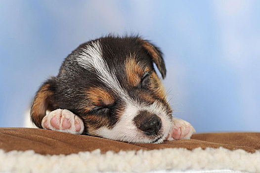 杰克罗素狗,三色,小狗,5星期大,睡觉,奥地利,欧洲