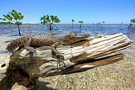 美洲,鳄鱼,年轻,海滩,树桩,休息,洪都拉斯,加勒比,中美洲,拉丁美洲