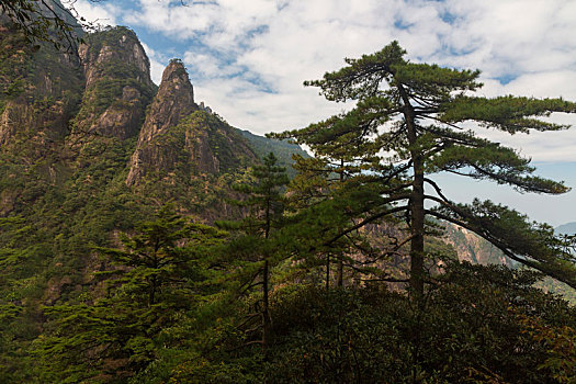 三清山奇松