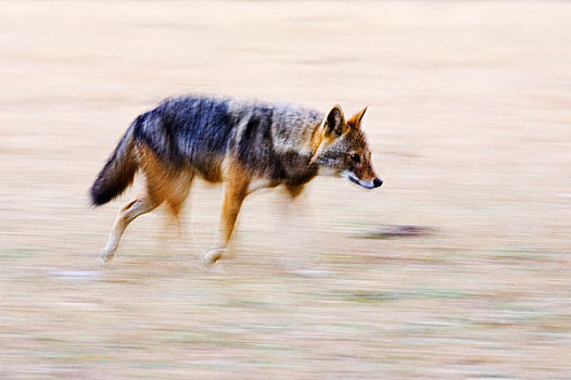 跑,豺,班德哈维夫国家公园,中央邦,印度