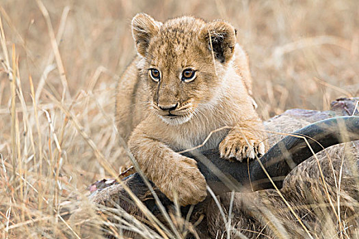 幼狮,狮子,大羚羊,杀,马赛马拉国家保护区,肯尼亚,非洲