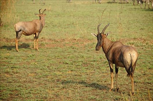 普通,转角牛羚,塞伦盖蒂国家公园,坦桑尼亚,非洲