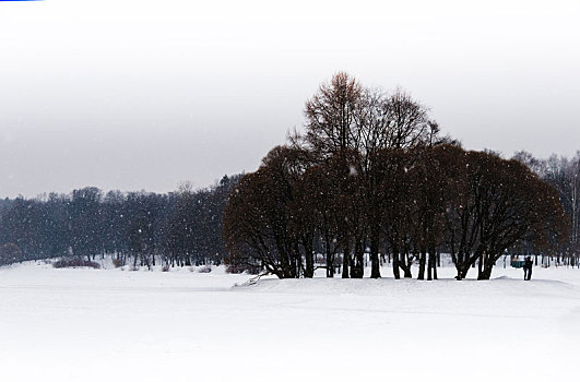 横图,落下,雪,冬天,公园,背景