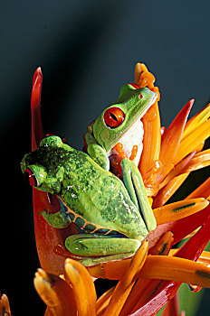 南美,红眼树蛙