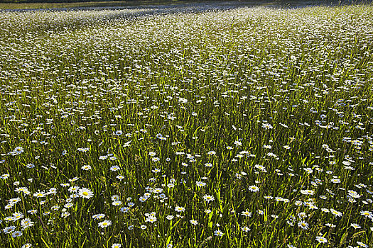 白色,雏菊,花,地点,半岛,温哥华岛,不列颠哥伦比亚省,加拿大