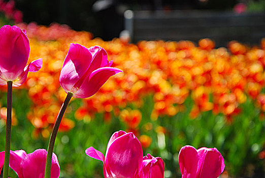 郁金香花