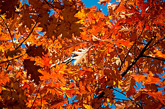 秋天,枫树