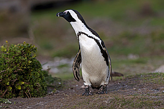 黑脚企鹅,非洲企鹅,湾,南非