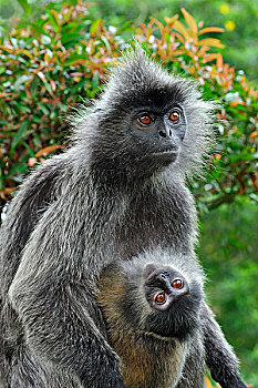 叶子,猴子,母亲,幼小,雪兰莪州,自然公园,马来西亚