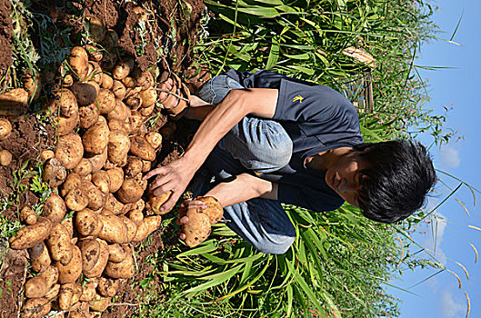 小土豆成就大产业,贵州,威宁,土豆,产业,马铃薯,农民,增收,致富,渠道,收获