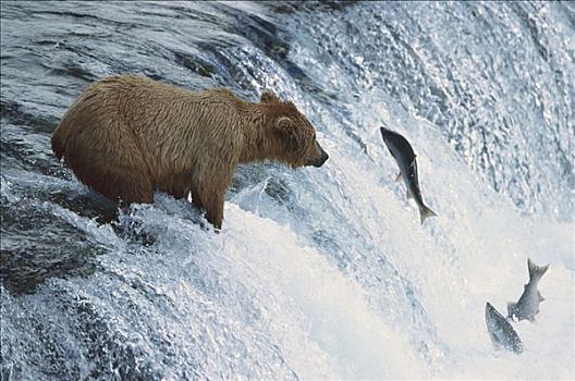 大灰熊,棕熊,抓住,三文鱼,布鲁克斯河,卡特麦国家公园,阿拉斯加