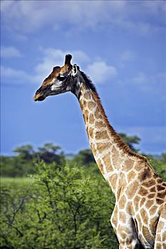 雄性,长颈鹿,埃托沙国家公园,纳米比亚