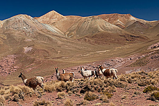 美洲驼,喇嘛,安迪斯山脉,玻利维亚