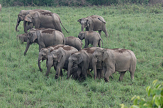 亚洲象,家庭,觅食,草地
