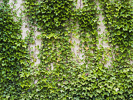 常春藤,茂密,植物,砖墙