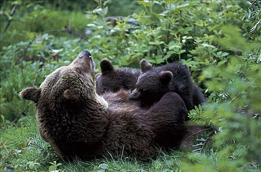 棕熊,小动物,哺乳动物,熊,巴伐利亚森林国家公园,德国,欧洲,动物