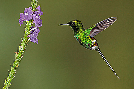 绿色,进食,花,飞,自然保护区,西北地区,厄瓜多尔