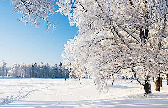 冬天,公园,雪中