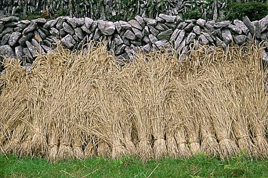 干草,正面,石墙,戈尔韦郡,爱尔兰