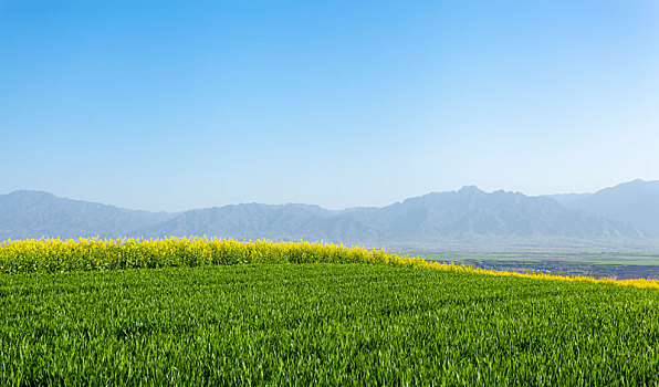 麦田,麦子