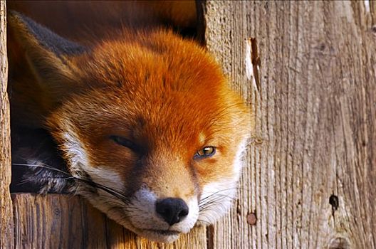 打瞌睡,红狐,向外看,脱落