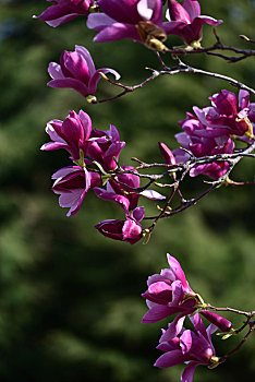 玉兰,花卉,春天,鲜花,紫玉兰花,玉兰花开,唯美玉兰花,紫玉兰