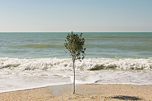 孤树,海滩,靠近,水边