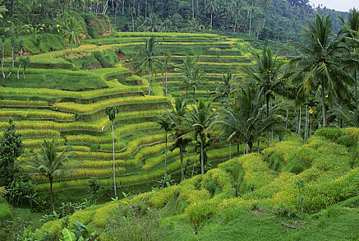 印度尼西亚,巴厘岛,阶梯状,稻田