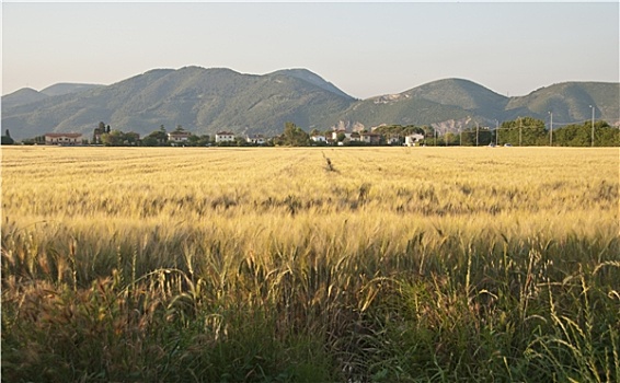 玉米田,托斯卡纳,乡村