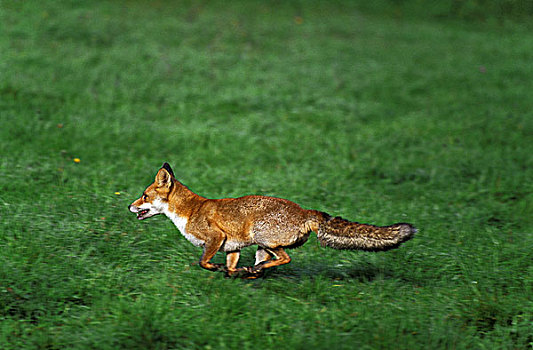 红狐,狐属,成年,跑,地点,诺曼底
