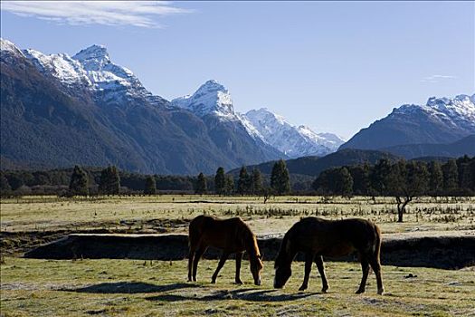 放牧,马,草地,积雪,山峦,奥塔哥,南岛,新西兰