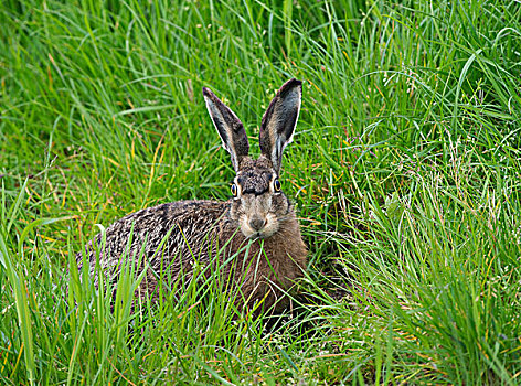 欧洲野兔,棕兔,特塞尔,荷兰,欧洲